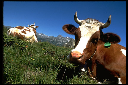 sw-cows.jpg