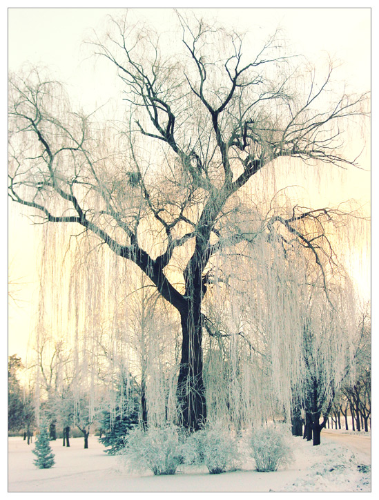 winter_willow_by_figothecat.jpg